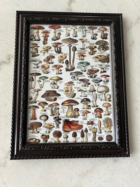 Mushroom Illustration Art Print in Brown and Multicolor - Unbranded